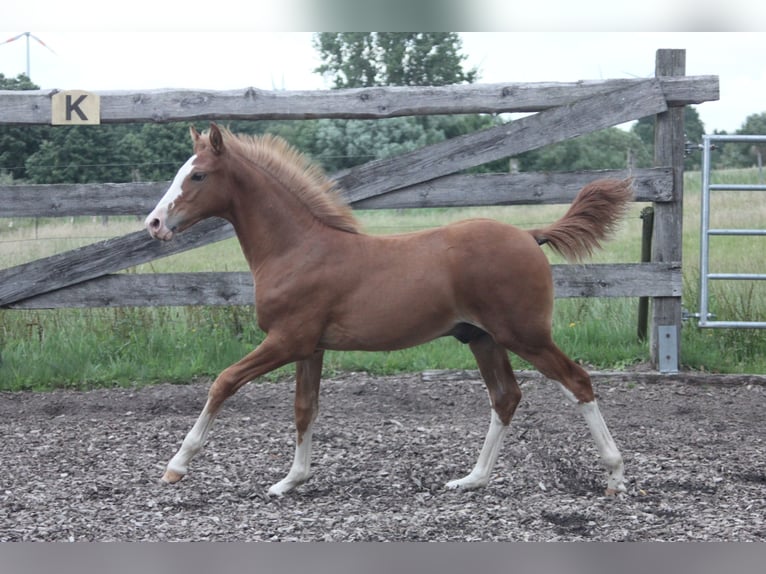 Missouri Foxtrotter Stallion 1 year Chestnut-Red in Blomberg