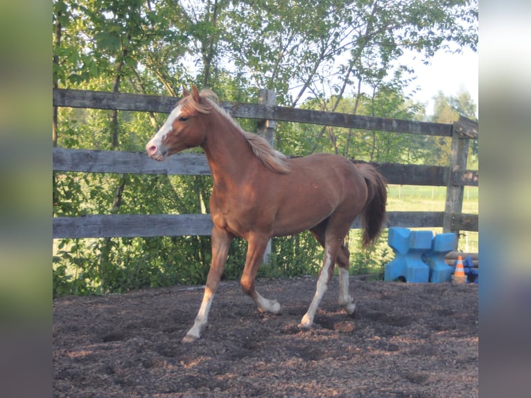 Missouri Foxtrotter Stallion 1 year Chestnut-Red in Blomberg