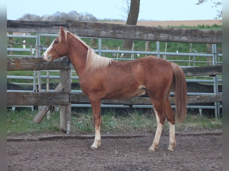 Missouri Foxtrotter Stallion 1 year Chestnut-Red in Blomberg