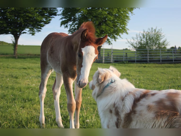 Missouri Foxtrotter Stallion 1 year Chestnut-Red in Blomberg