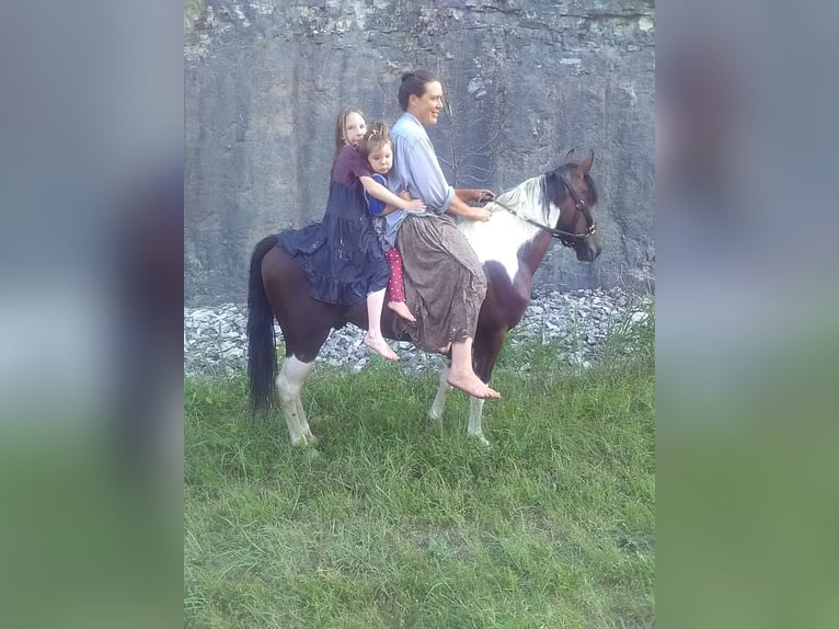 Missouri Foxtrotter Stallion 3 years 13,2 hh Tobiano-all-colors in Gainesville, MO