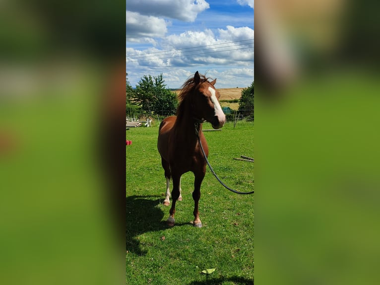 Missouri Foxtrotter Stallion Chestnut-Red in Winterwerb