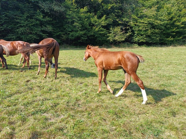 Missouri Foxtrotter Stallion Foal (04/2024) 15,1 hh Chestnut-Red in Winterwerb