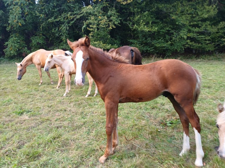 Missouri Foxtrotter Stallion Foal (04/2024) 15,1 hh Chestnut-Red in Winterwerb