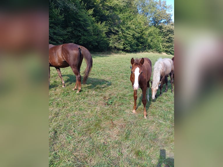 Missouri Foxtrotter Stallion Foal (04/2024) 15,1 hh Chestnut-Red in Winterwerb