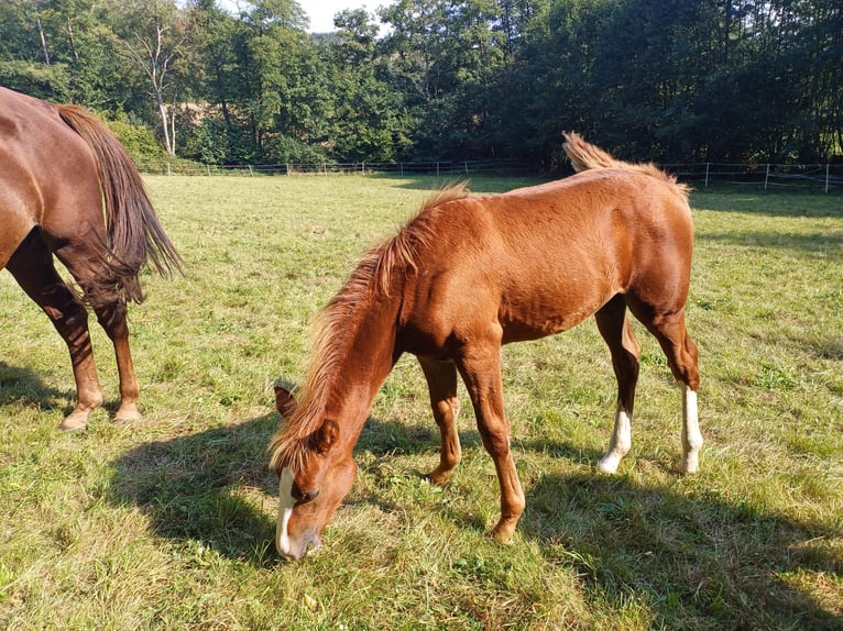 Missouri Foxtrotter Stallion Foal (04/2024) 15,1 hh Chestnut-Red in Winterwerb