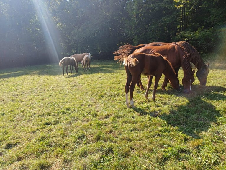 Missouri Foxtrotter Stallion Foal (04/2024) 15,1 hh Chestnut-Red in Winterwerb