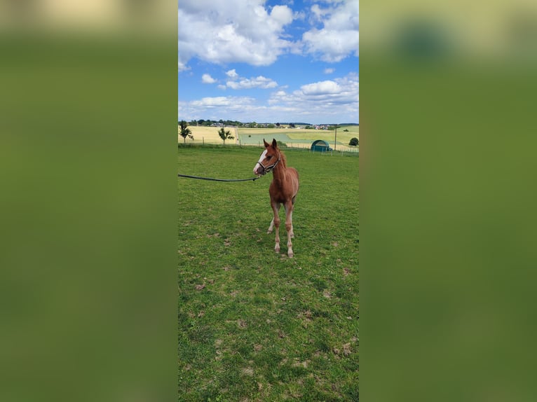 Missouri Foxtrotter Stallion Foal (04/2024) 15,1 hh Chestnut-Red in Winterwerb