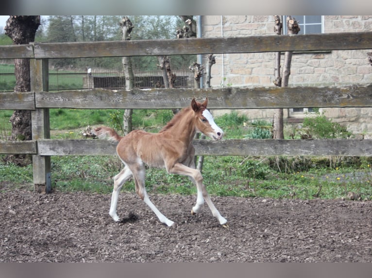 Missouri Foxtrotter Stallone 1 Anno Sauro in Blomberg