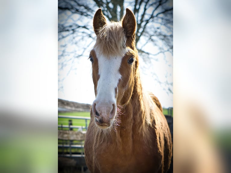 Missouri Foxtrotter Stallone 1 Anno Sauro in Blomberg