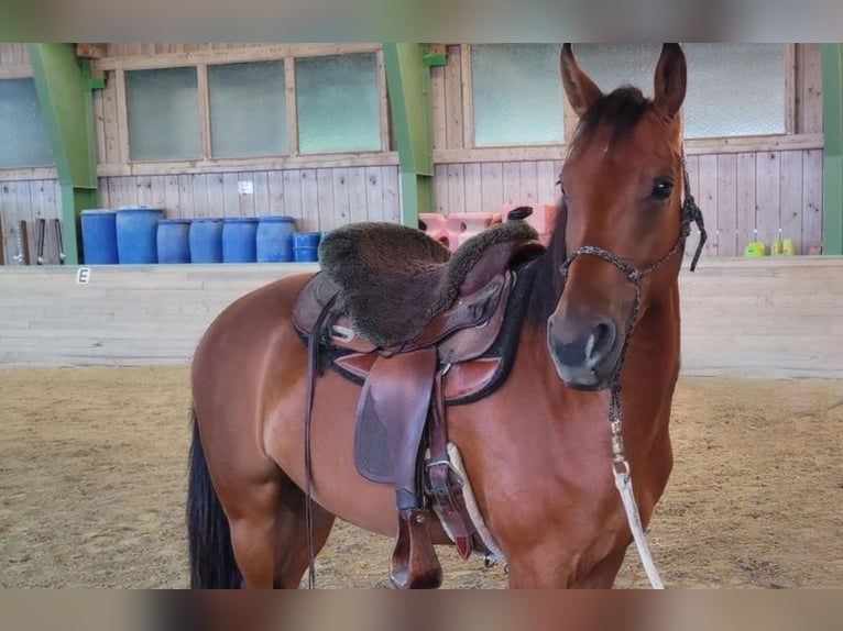 Missouri Foxtrotter Stallone 4 Anni 156 cm Baio in Aying