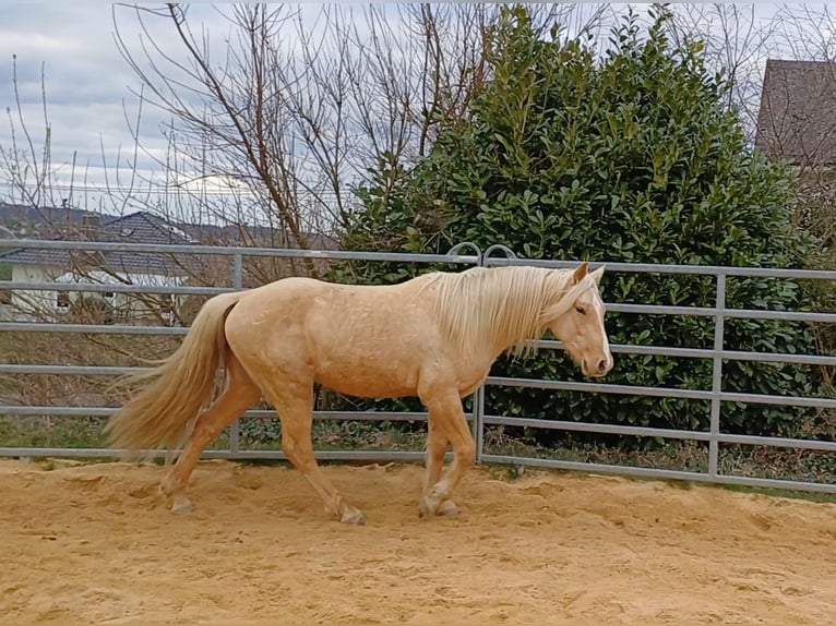 Missouri Foxtrotter Stallone in Winterwerb