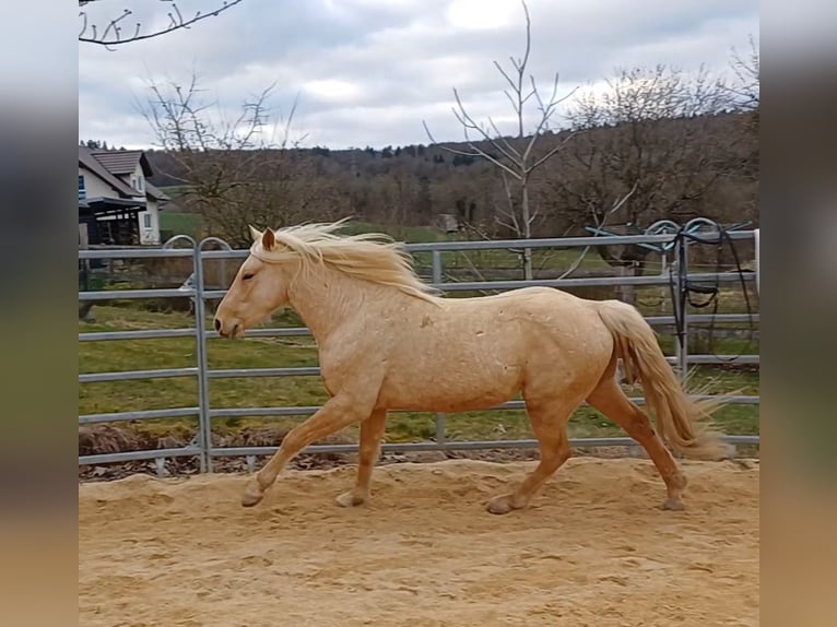 Missouri Foxtrotter Stallone in Winterwerb