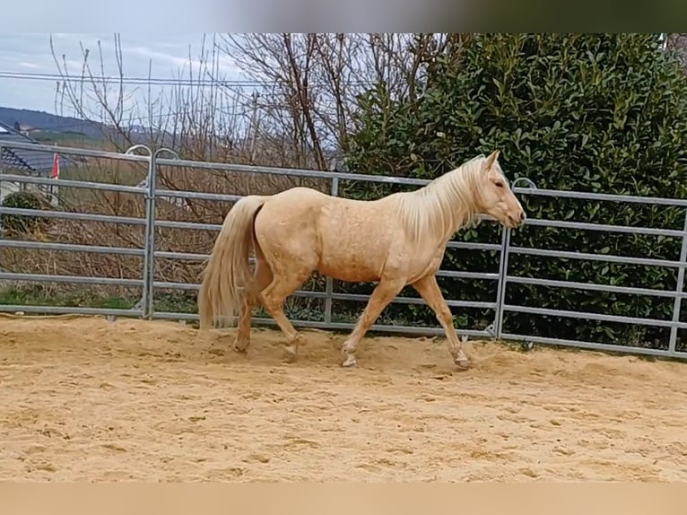 Missouri Foxtrotter Stallone in Winterwerb