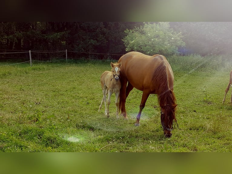 Missouri Foxtrotter Stute 10 Jahre 153 cm Fuchs in Altusried