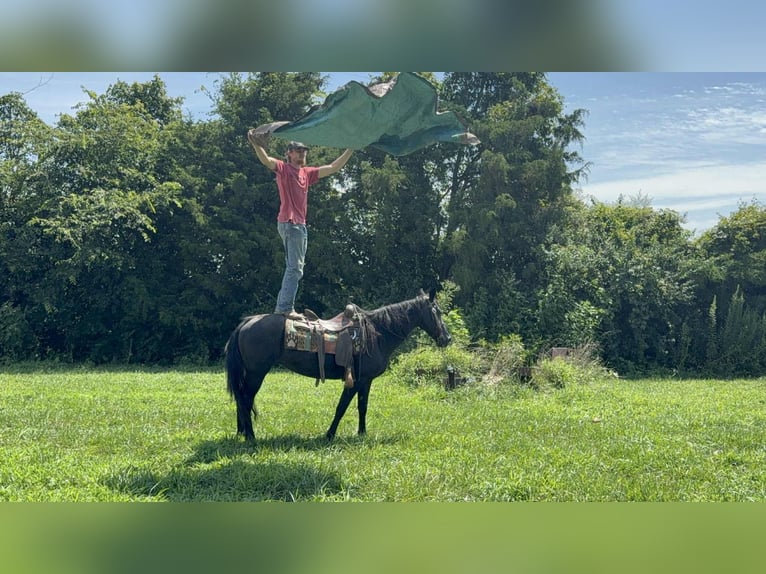 Missouri Foxtrotter Stute 11 Jahre 142 cm Rappe in Moscow