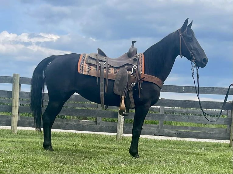 Missouri Foxtrotter Stute 11 Jahre 142 cm Rappe in Moscow