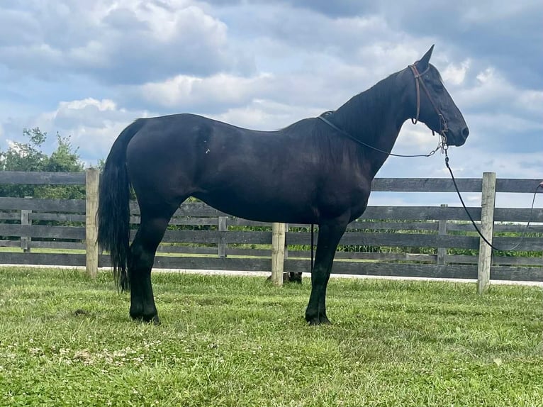 Missouri Foxtrotter Stute 11 Jahre 142 cm Rappe in Moscow