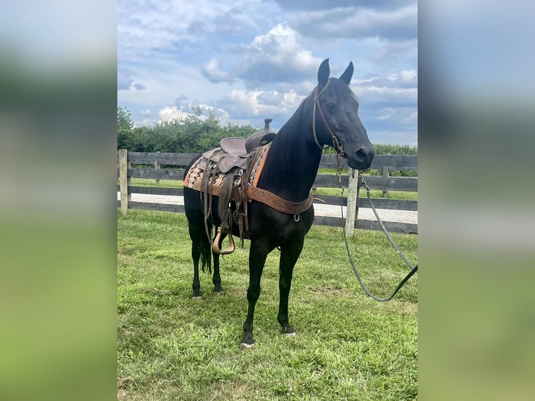 Missouri Foxtrotter Stute 11 Jahre 142 cm Rappe in Moscow