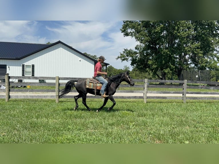 Missouri Foxtrotter Stute 11 Jahre 142 cm Rappe in Moscow