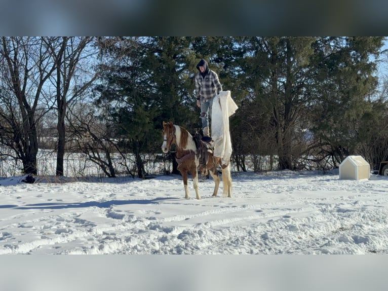 Missouri Foxtrotter Stute 11 Jahre 142 cm Roan-Red in Moscow