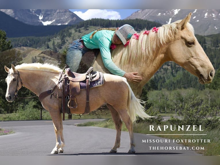 Missouri Foxtrotter Stute 11 Jahre 155 cm Palomino in Fort Collins, CO