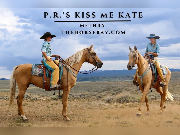 Missouri Foxtrotter Stute 11 Jahre 157 cm Palomino in Fort Collins, CO