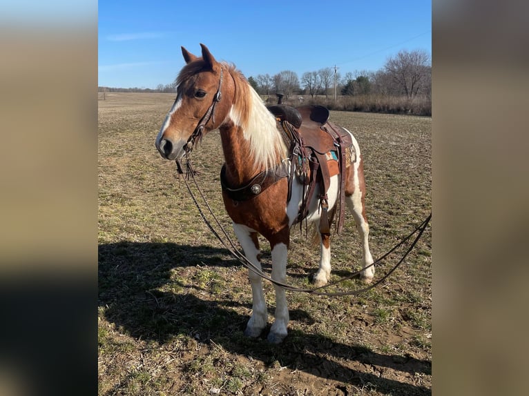 Missouri Foxtrotter Stute 11 Jahre Tobiano-alle-Farben in Moscow OH