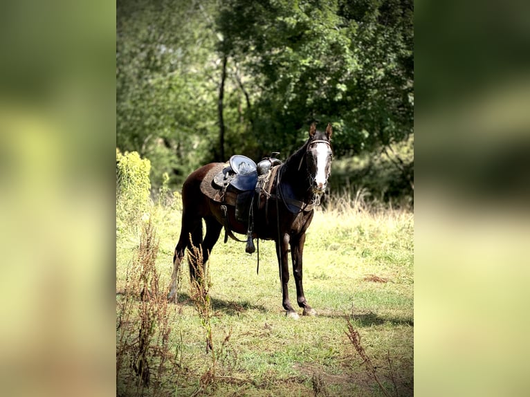 Missouri Foxtrotter Stute 13 Jahre 142 cm Sabino in Canton