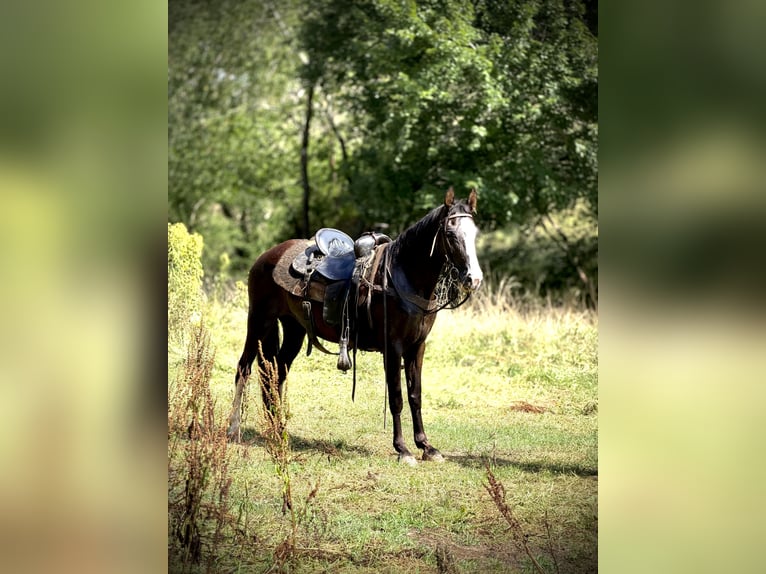 Missouri Foxtrotter Stute 13 Jahre 142 cm Sabino in Canton