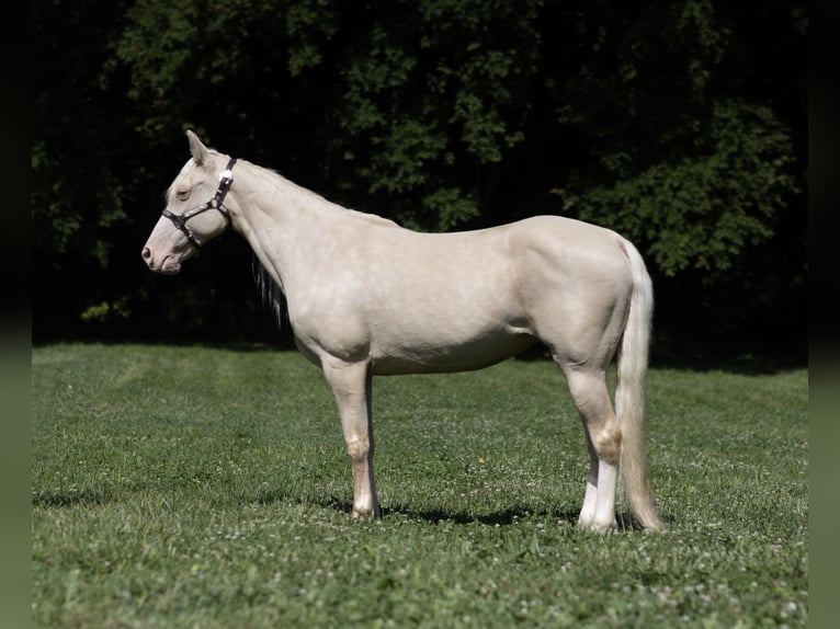 Missouri Foxtrotter Stute 14 Jahre 142 cm Cremello in Marble Hill