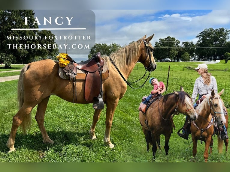 Missouri Foxtrotter Stute 14 Jahre 150 cm Palomino in Indianola, IA