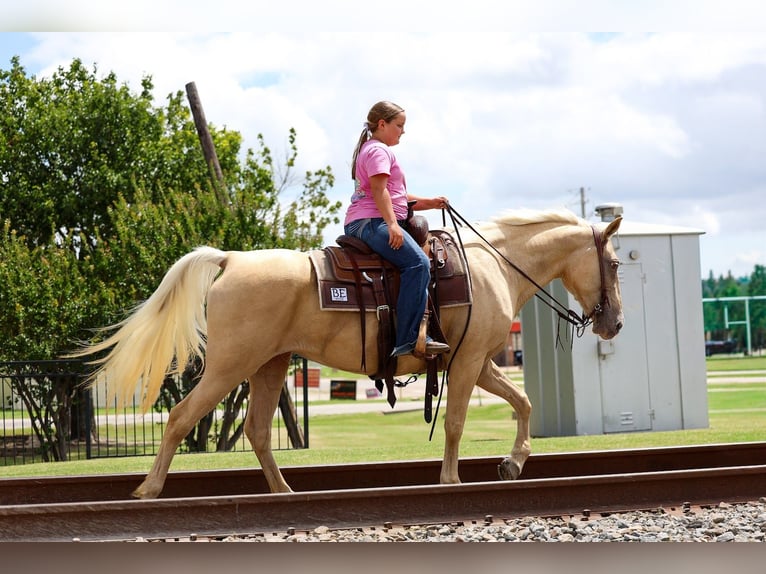 Missouri Foxtrotter Stute 14 Jahre Champagne in Forney