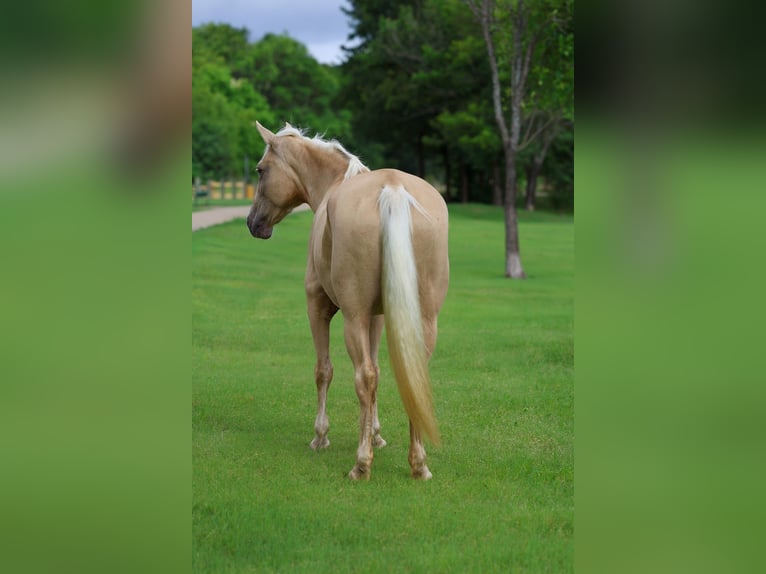 Missouri Foxtrotter Stute 14 Jahre Champagne in Forney