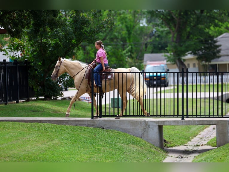 Missouri Foxtrotter Stute 14 Jahre Champagne in Forney