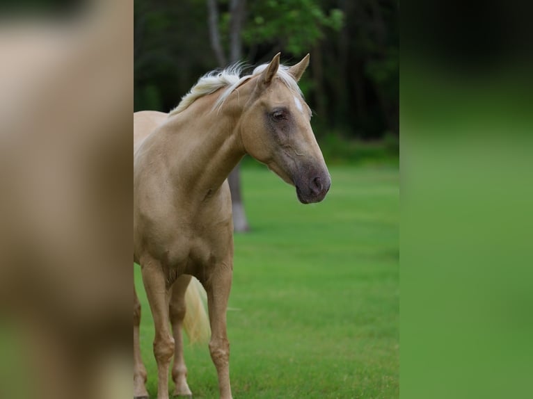 Missouri Foxtrotter Stute 14 Jahre Champagne in Forney
