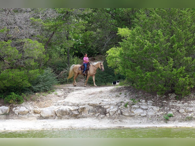 Missouri Foxtrotter Stute 14 Jahre Champagne in Forney