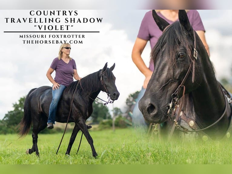 Missouri Foxtrotter Stute 15 Jahre 152 cm Rappe in Conway, MO