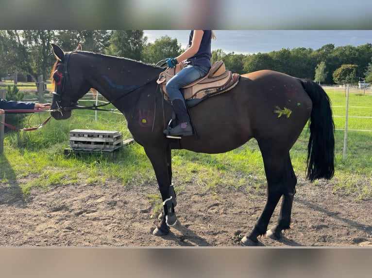 Missouri Foxtrotter Stute 16 Jahre 148 cm Rappe in Zehdenick Missouri Foxtrotter Stute 16 Jahre 148 cm Rappe in Zehdenick