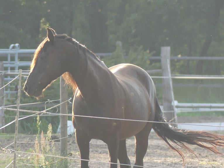 Missouri Foxtrotter Stute 16 Jahre 148 cm Rappe in Zehdenick Missouri Foxtrotter Stute 16 Jahre 148 cm Rappe in Zehdenick