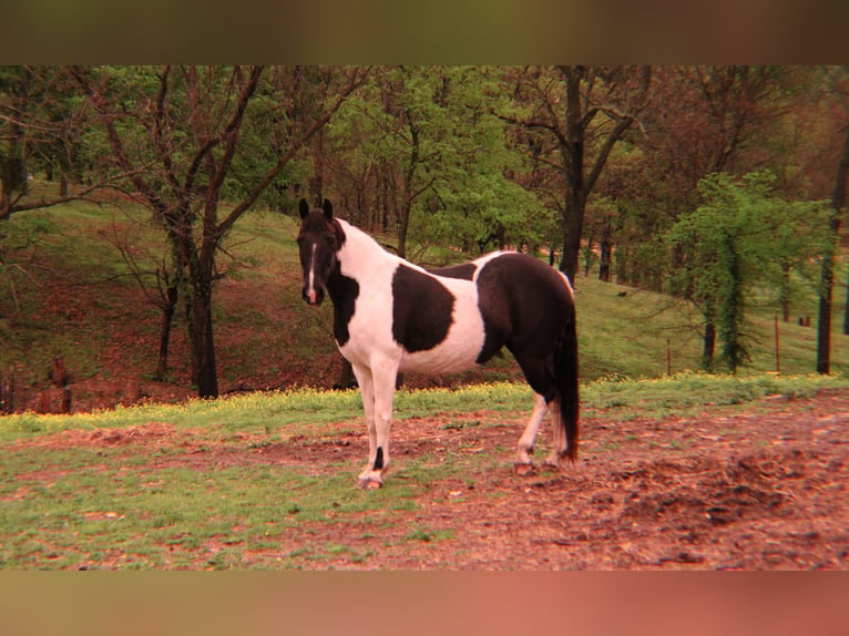 Missouri Foxtrotter Mix Stute 18 Jahre 142 cm Schecke in Salina, Oklahoma