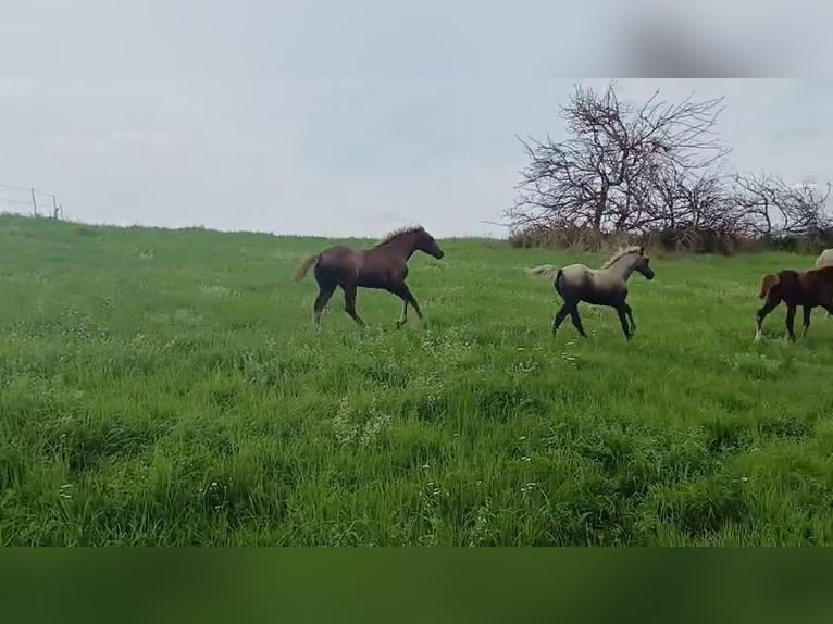 Missouri Foxtrotter Stute 1 Jahr 151 cm Apfelschimmel in Hunzel
