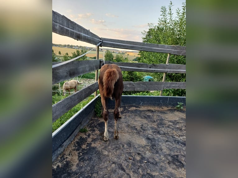 Missouri Foxtrotter Stute 1 Jahr 153 cm Dunkelfuchs in Winterwerb