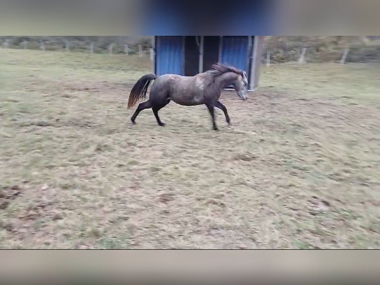 Missouri Foxtrotter Stute 3 Jahre 157 cm Apfelschimmel in Winterwerb