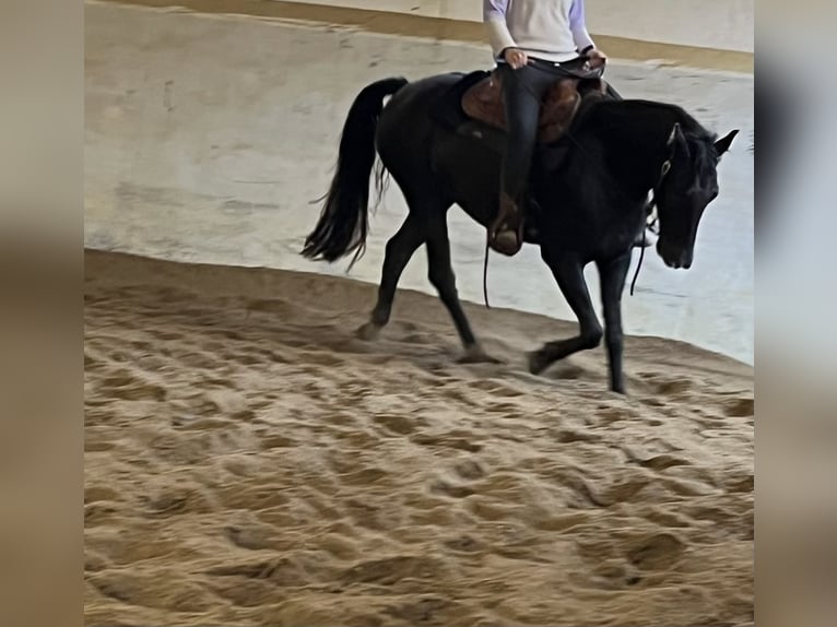 Missouri Foxtrotter Stute 4 Jahre 155 cm Brauner in Temmen