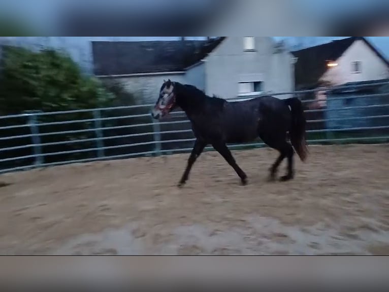 Missouri Foxtrotter Stute 4 Jahre 156 cm Apfelschimmel in Winterwerb