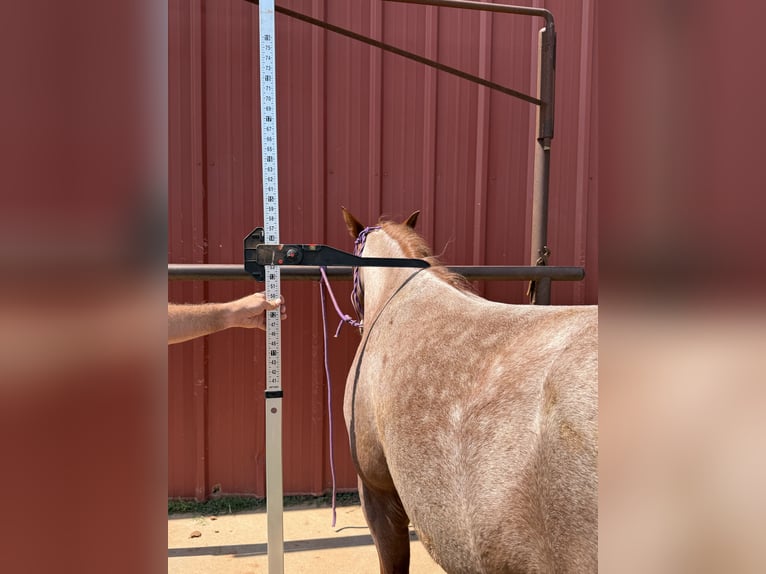 Missouri Foxtrotter Stute 4 Jahre Roan-Red in Wichita Falls
