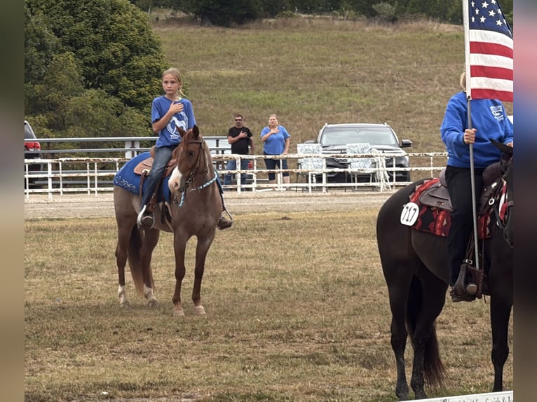 Missouri Foxtrotter Stute 4 Jahre Roan-Red in Wichita Falls