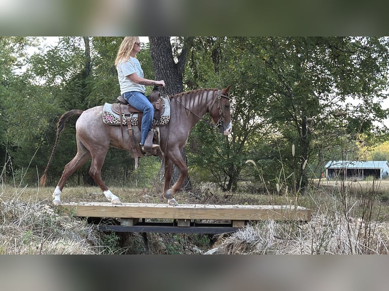 Missouri Foxtrotter Stute 4 Jahre Roan-Red in Wichita Falls