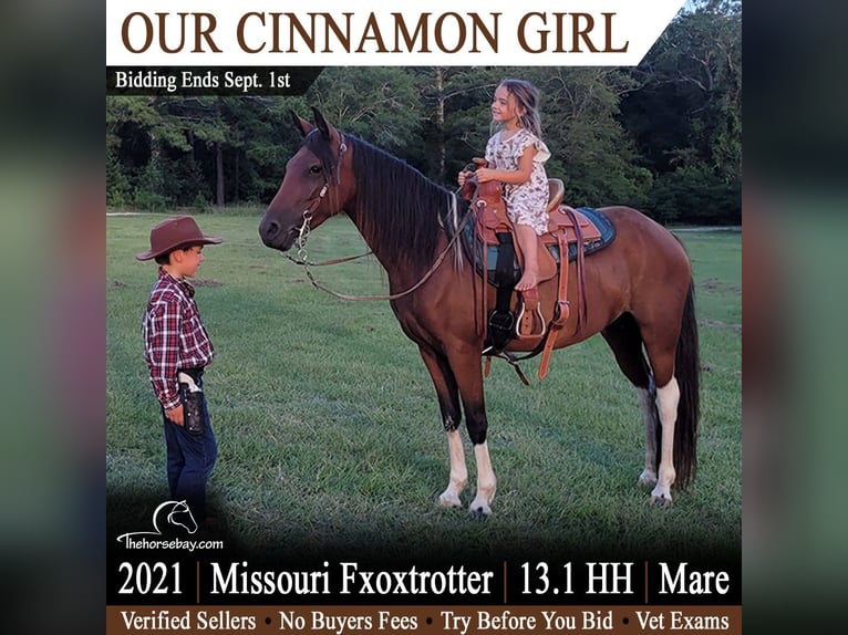 Missouri Foxtrotter Stute 5 Jahre 135 cm Rotbrauner in Monetta, SC
